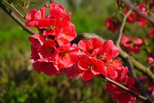 日本木瓜 开花 红色的 - 上的免费照片