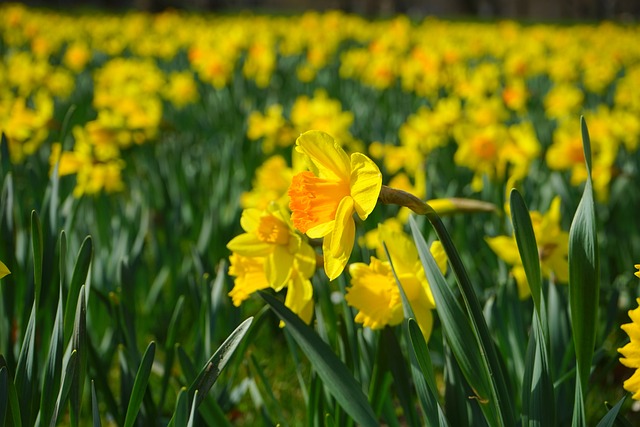 黄水仙 复活节钟声 花 - 上的免费照片