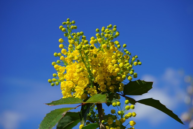 普通的红木 桃花心木 开花 - 上的免费照片