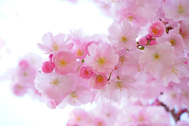粉色的 樱花 花朵 - 上的免费照片