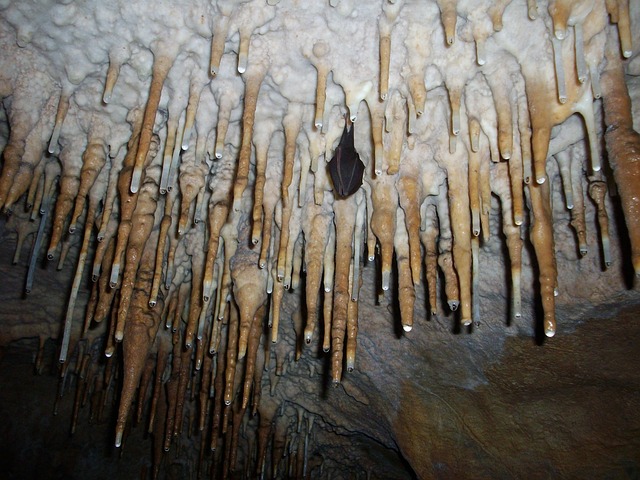 钟乳石 冬眠的蝙蝠 洞穴 - 上的免费照片