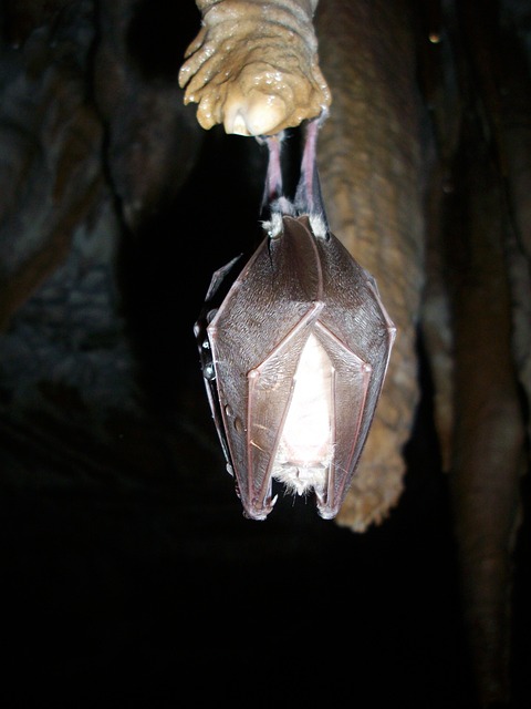 蝙蝠 冬眠 洞穴 - 上的免费照片