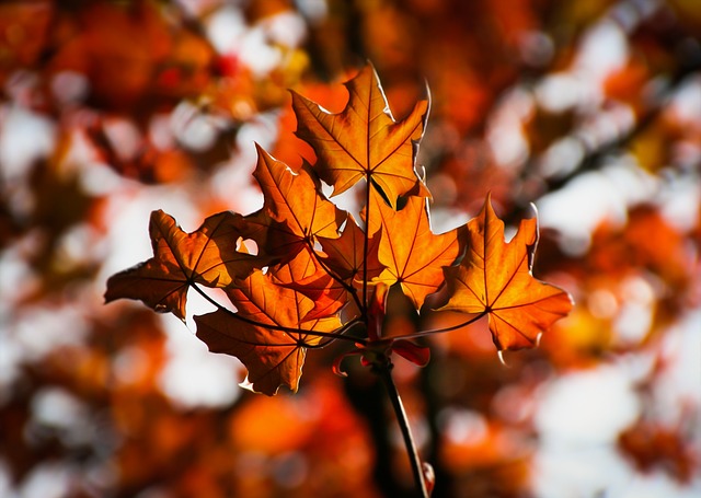 枫 树叶 秋天 - 上的免费照片