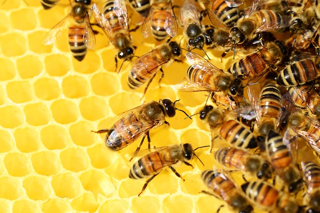 蜜蜂 蜂巢 昆虫 - 上的免费照片