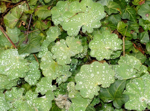 Frauenmantel 树叶 地被植物 - 上的免费照片