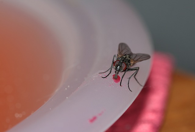 常见的家蝇 飞 家蝇 - 上的免费照片