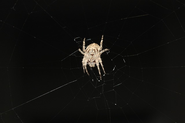 蜘蛛 卷筒纸 自然 - 上的免费照片