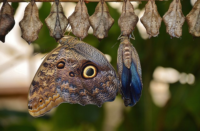 茧 蝴蝶 幼虫 - 上的免费照片
