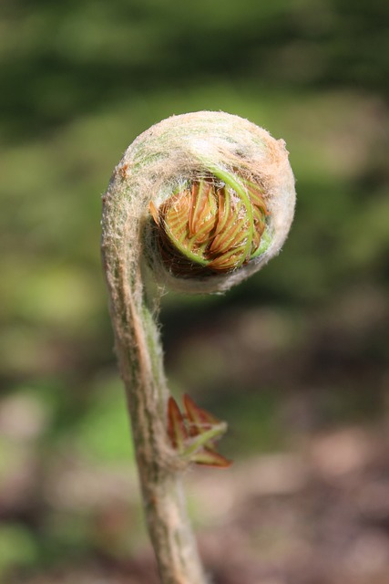 蕨类植物 蕨叶 推出 船只 - 上的免费照片