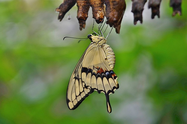 燕尾蝴蝶 茧 幼虫 - 上的免费照片