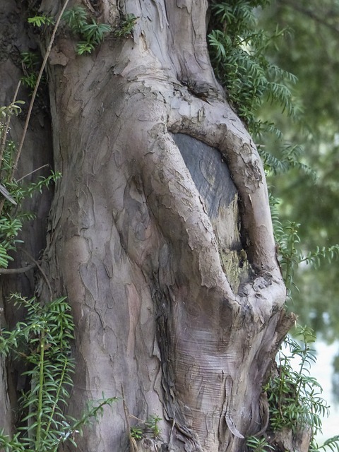 红豆树 红豆杉 自然 - 上的免费照片