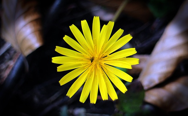 蒲公英 Leontodon 黄色尖头花 - 上的免费照片