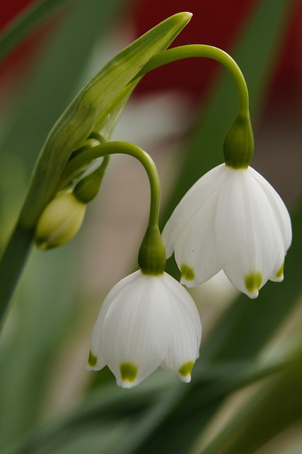 马岑贝歇尔 花 开花 - 上的免费照片