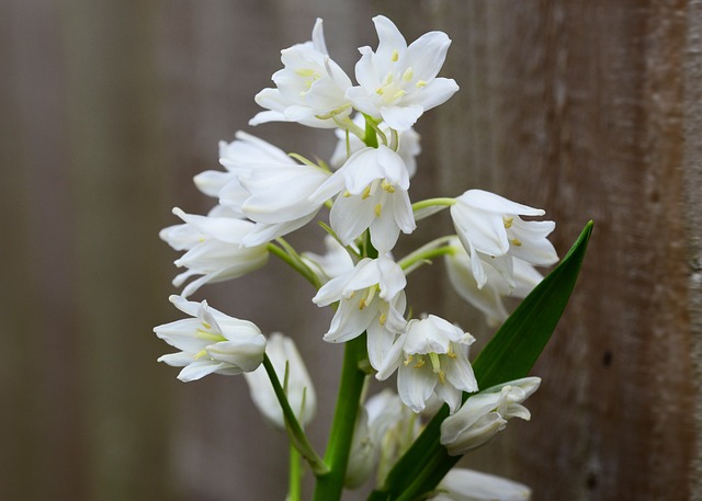 木风信子 白色的 钟花 Scilla Hyacinthoides - 上的免费照片