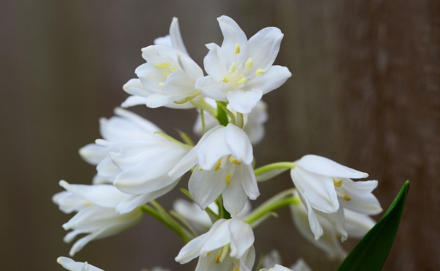 木风信子 白色的 钟花 Scilla Hyacinthoides - 上的免费照片