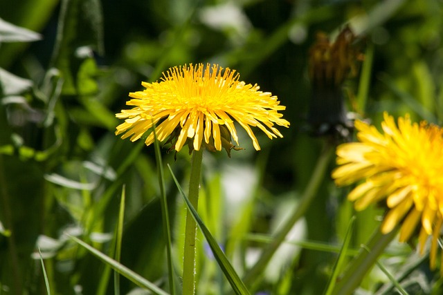 普通蒲公英 蒲公英 花 - 上的免费照片