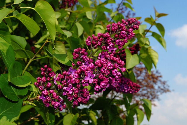 紫丁香 丁香 观赏灌木 - 上的免费照片