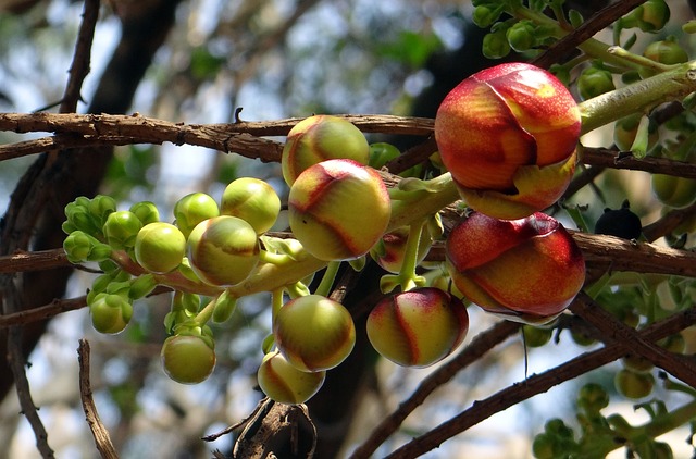 炮弹树 芽 花 - 上的免费照片