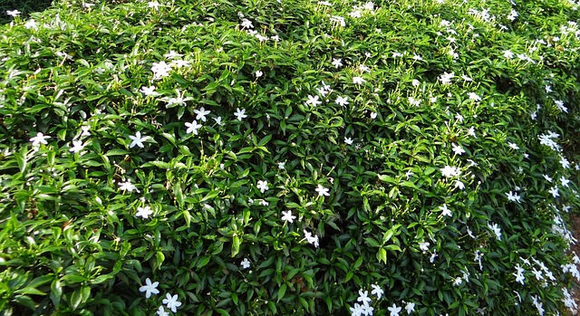 矮紫薇茉莉 矮人邦联茉莉花 钱尼 - 上的免费照片