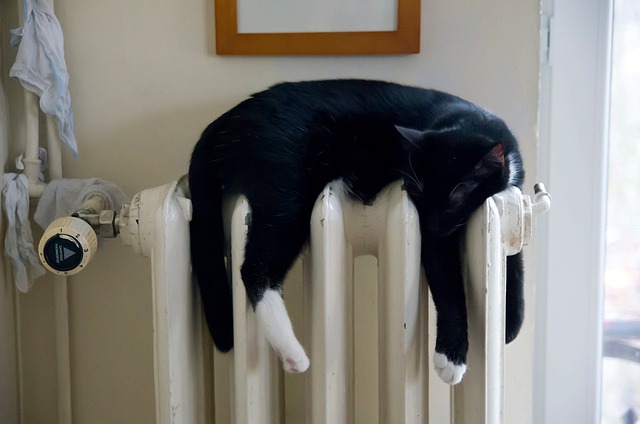 猫 暖身 黑色 - 上的免费照片