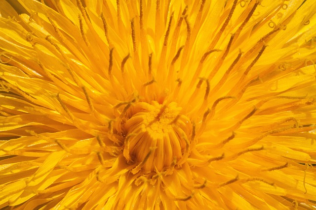 普通蒲公英 蒲公英 花 - 上的免费照片