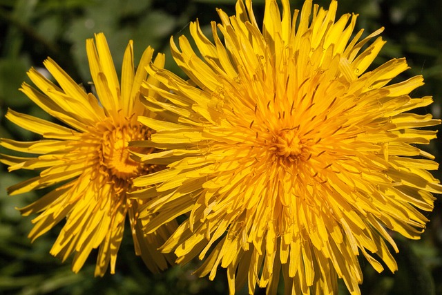 普通蒲公英 蒲公英 花 - 上的免费照片