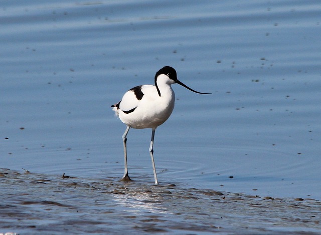 Avocets 反曲病毒 海鸟 - 上的免费照片