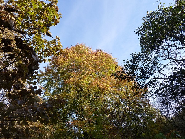 树的顶端 秋天 树 - 上的免费照片