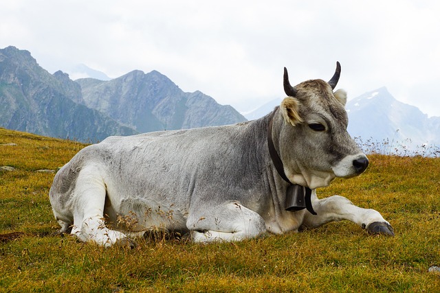奶牛 牛肉 说谎 - 上的免费照片