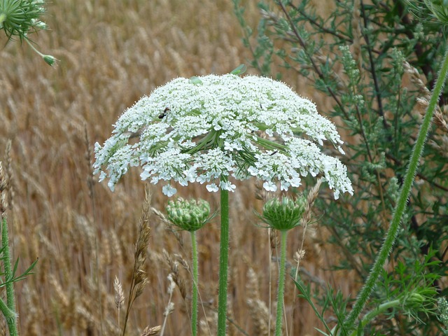 大力士草本 巨型猪草 Hogweed Heracleum - 上的免费照片