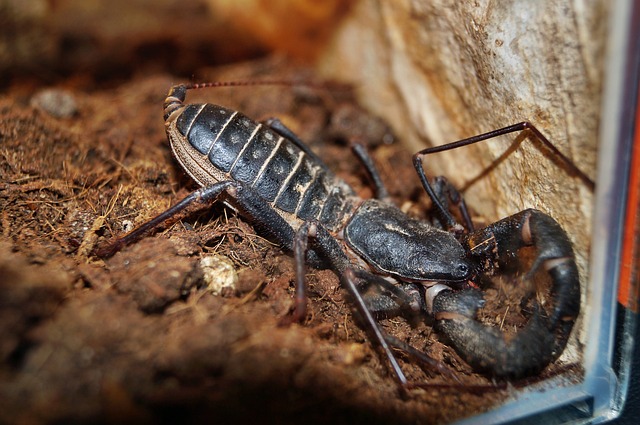 天蝎座 动物 泰国蝎子 - 上的免费照片