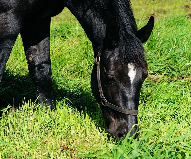 马 雅科仕 马头 - 上的免费照片