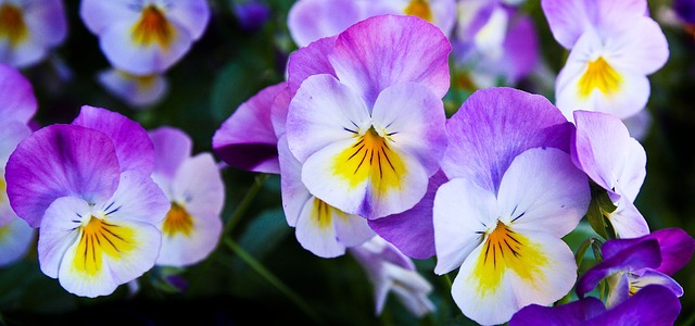 三色紫罗兰 花朵 紫色的 - 上的免费照片