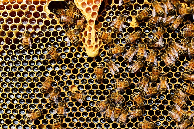蜜蜂 昆虫 蜂巢 - 上的免费照片