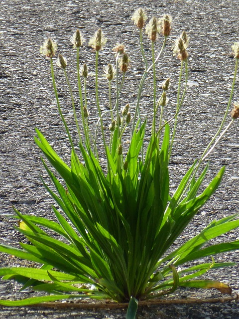 芭蕉 沥青 路 - 上的免费照片