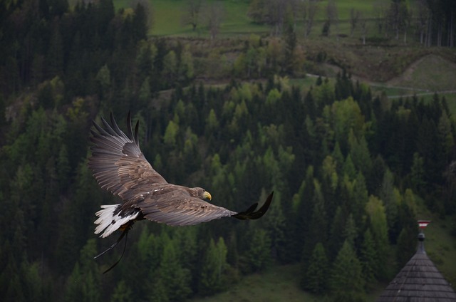 鹰 鸟 飞行 - 上的免费照片