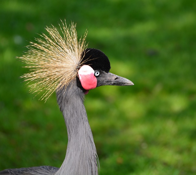 灰色的丹顶鹤 鸟 动物 - 上的免费照片