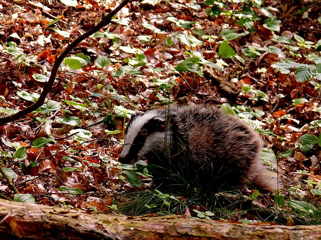 獾 动物 森林 - 上的免费照片