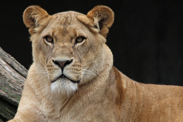 狮子 母狮 野生猫 - 上的免费照片