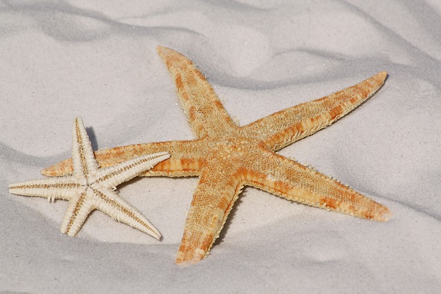 海星 沙 海生物 - 上的免费照片