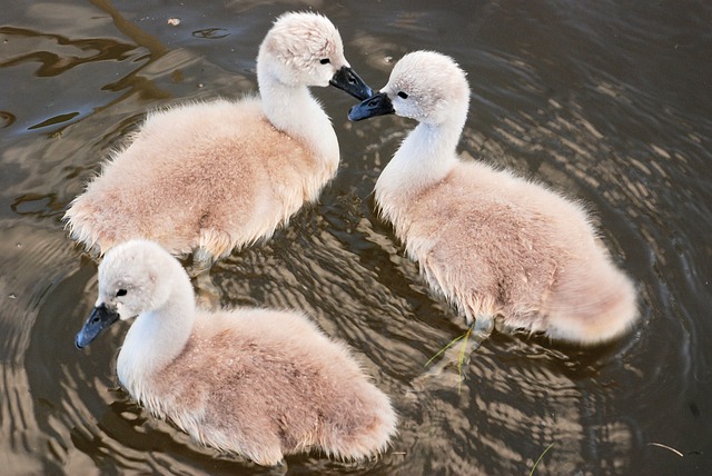 Cygnets 可爱的 年轻 - 上的免费照片