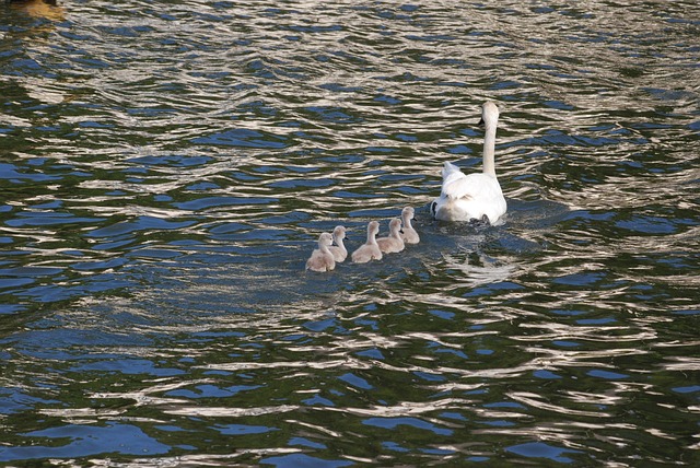 天鹅 Cygnets 水禽 - 上的免费照片