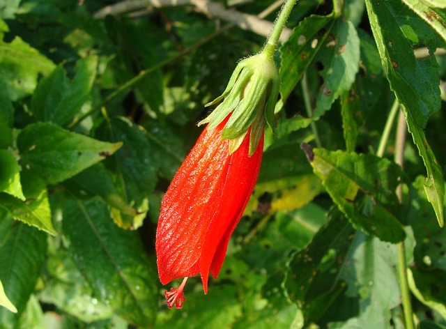 下垂的睡芙蓉 花 红色的 - 上的免费照片