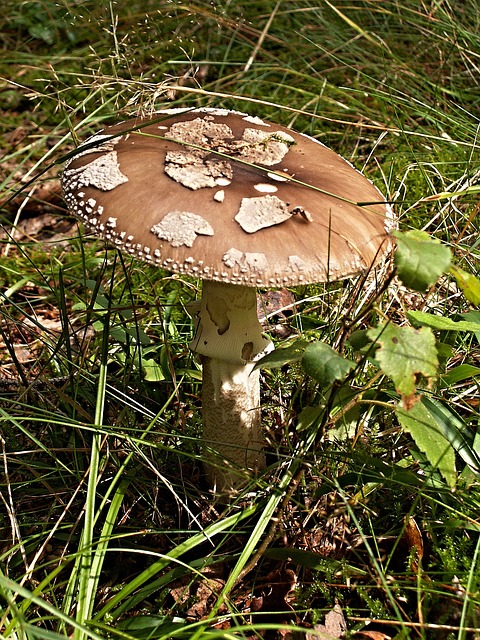 草 蘑菇 蚊帐 - 上的免费照片