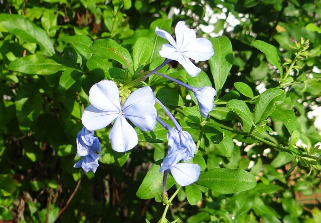 石墨 开普 Leadwort 尼拉奇特拉克 - 上的免费照片
