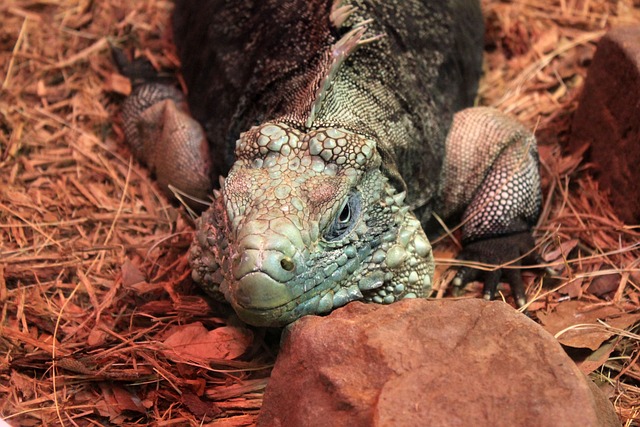 Cyclura Nubila 鬣蜥 蜥蜴 - 上的免费照片