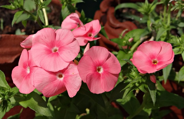 羊毛岩茉莉花 雄花蔷薇 报春花科 - 上的免费照片