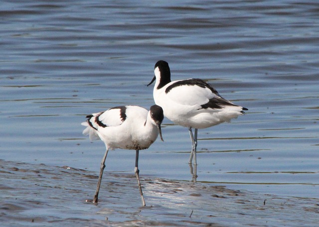 Avocets 反曲病毒 海鸟 - 上的免费照片