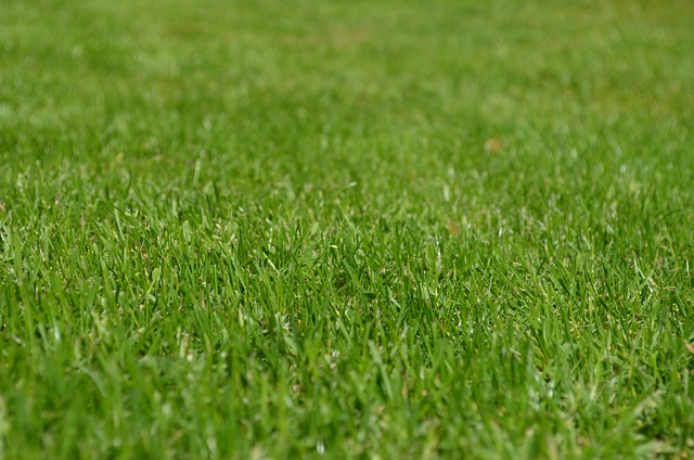 草 草坪 花园 - 上的免费照片