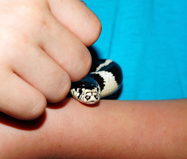 链蛇 数落 线 - 上的免费照片